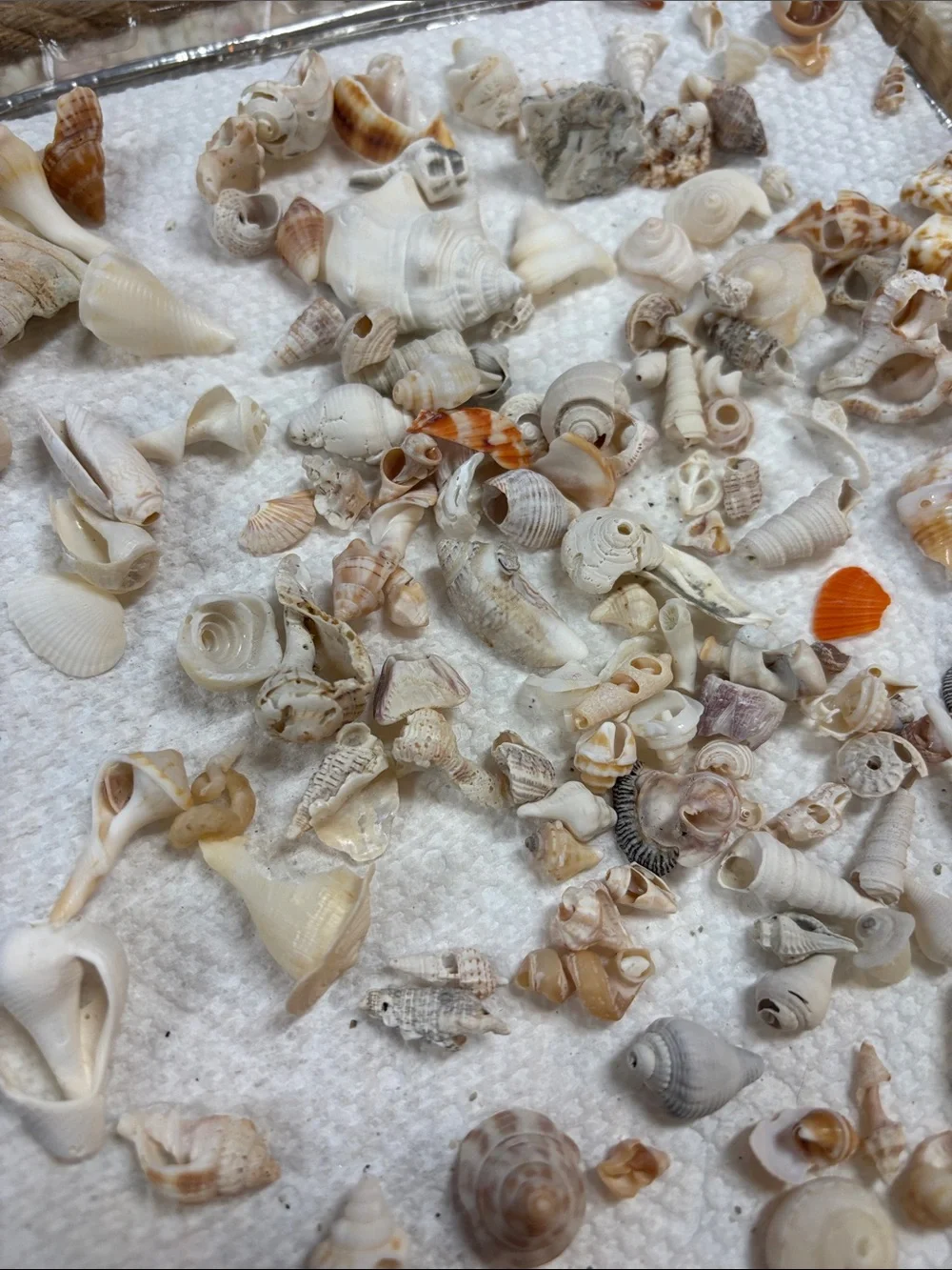 Natural Mixed Seashells Decorative Aquarium Substrate miniature Sanibel shells